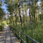 Bild Federseesteig K.U.Weber